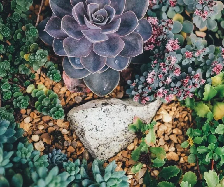 Sud, est ou ouest : votre balcon a plus de potentiel que vous ne le pensez 5 plantes grasses succulentes de rocaille