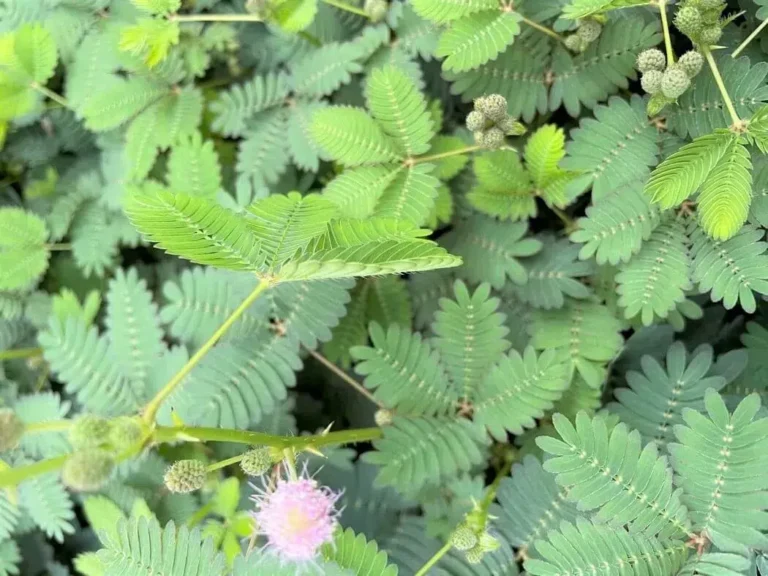 Le mimosa pudica, cette plante qui se referme quand on la touche 1 mimosa pudica