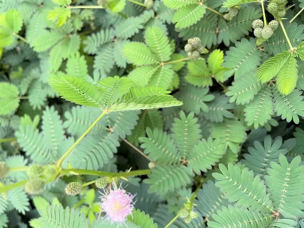 mimosa pudica