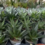 haworthias