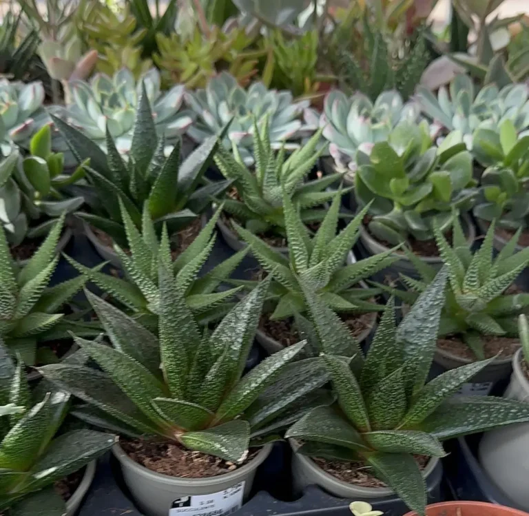 Grandes ventes de plantes et succulentes, un bon compromis ? 2 haworthias