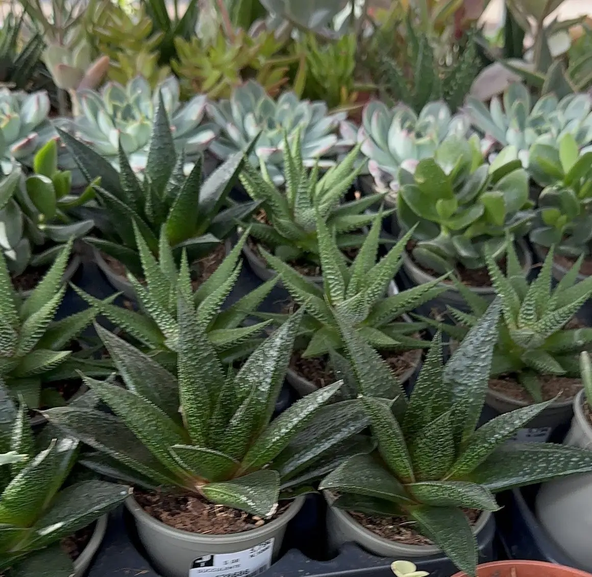 Accueil 5 haworthias