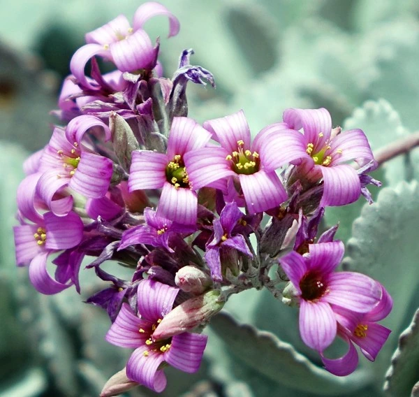 Kalanchoe pumila : la petite succulente qui a l'air saupoudrée de sucre glace 3 Gros plan sur les fleurs roses mauve du Kalanchoe pumila en grappe