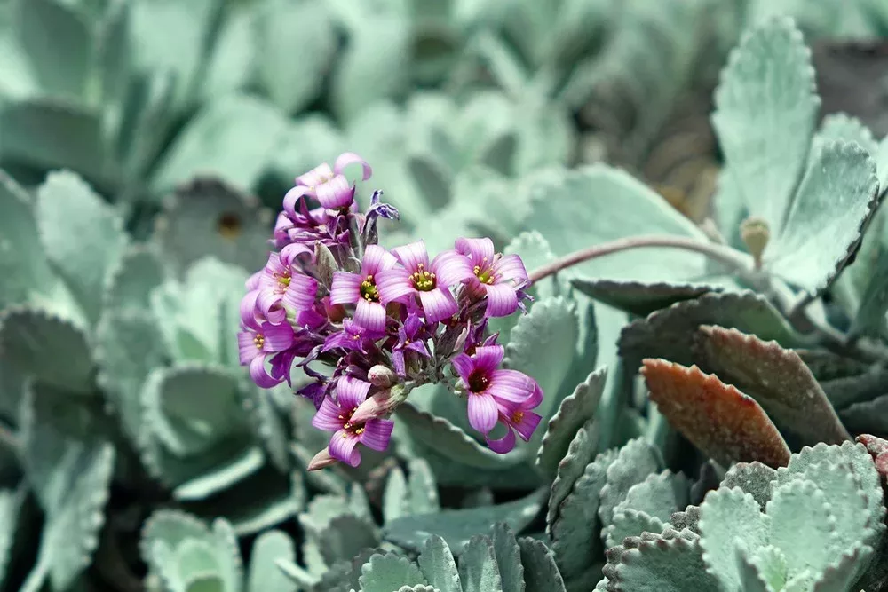 Kalanchoe pumila : la petite succulente qui a l'air saupoudrée de sucre glace 4 Kalanchoe pumila en extérieur avec sa floraison rose printanière