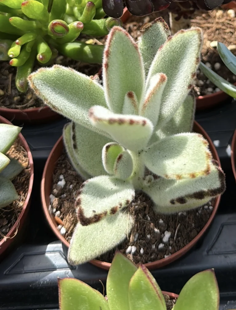 Kalanchoe pumila : la petite succulente qui a l'air saupoudrée de sucre glace 4 Kalanchoe pumila en pot, vue de trois quarts dessus, feuilles duveteuses argentées