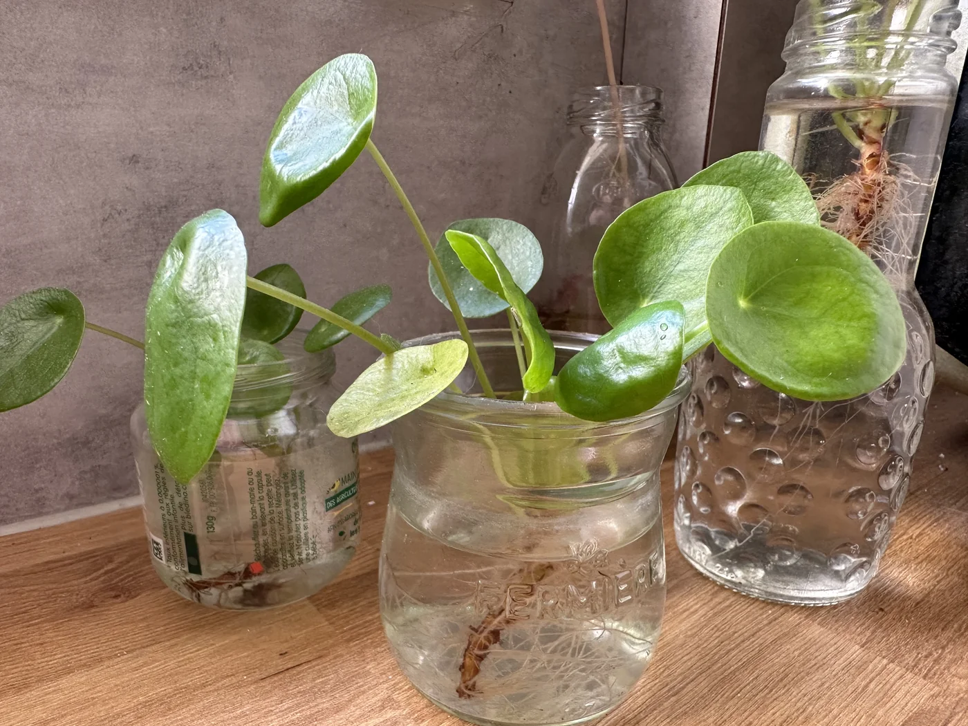 Boutures de Pilea peperomioides enracinées dans des bocaux en verre remplis d'eau