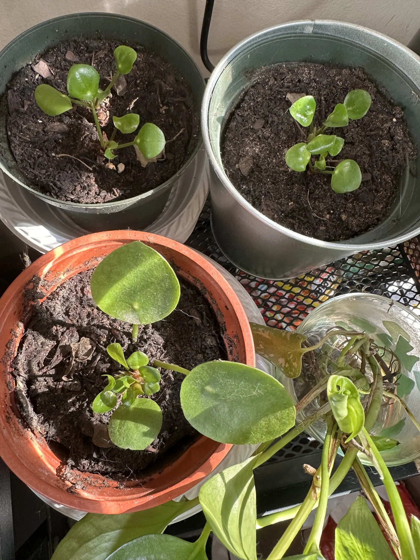 Bouturer un Pilea peperomioides dans l'eau : bonne idée ou pas ? 4 Jeunes boutures de Pilea peperomioides rempotées en terreau après enracinement dans l'eau