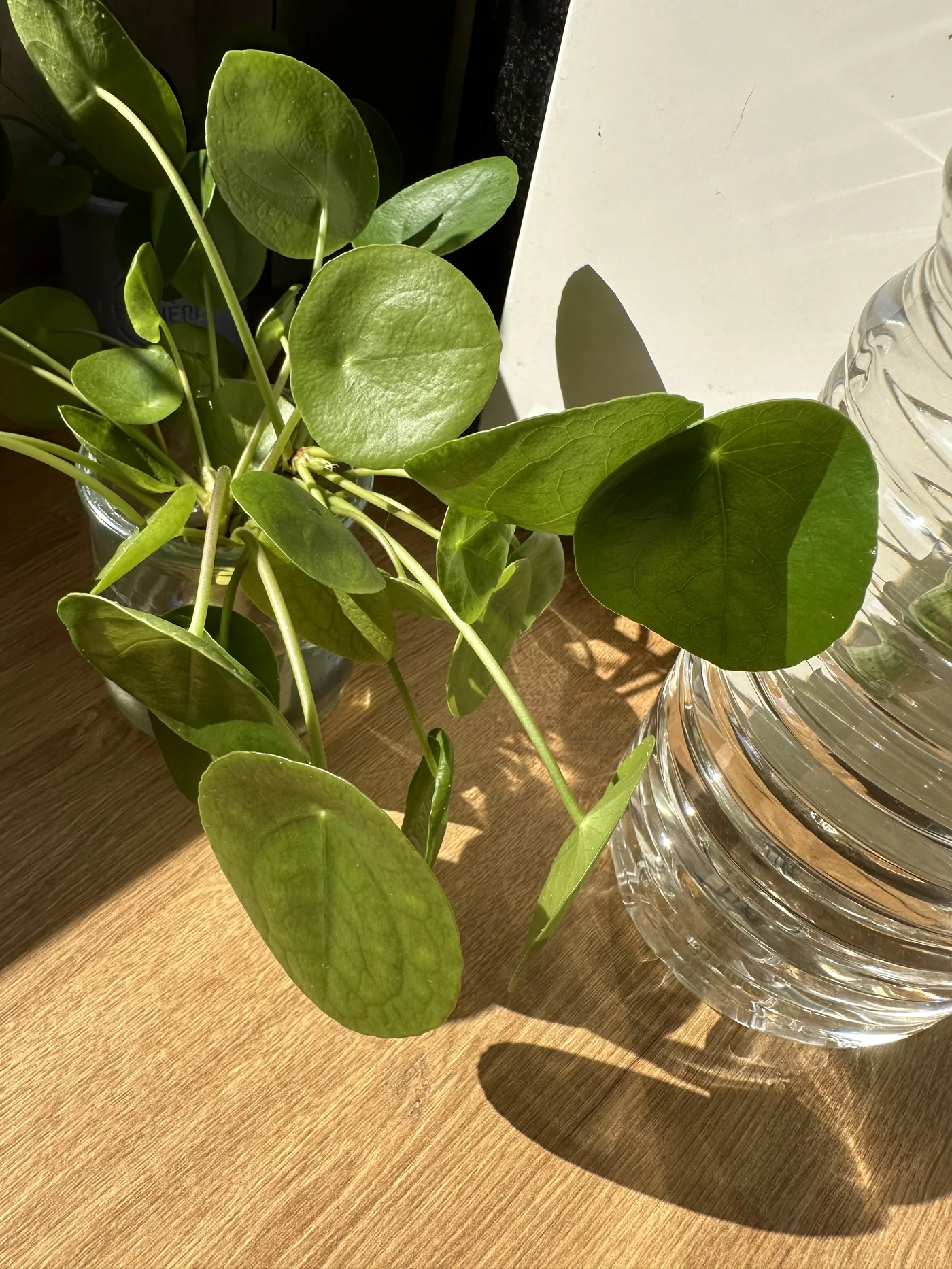 Bouturer un Pilea peperomioides dans l'eau : bonne idée ou pas ? 3 Gros plan sur les feuilles rondes du Pilea peperomioides en pleine lumière