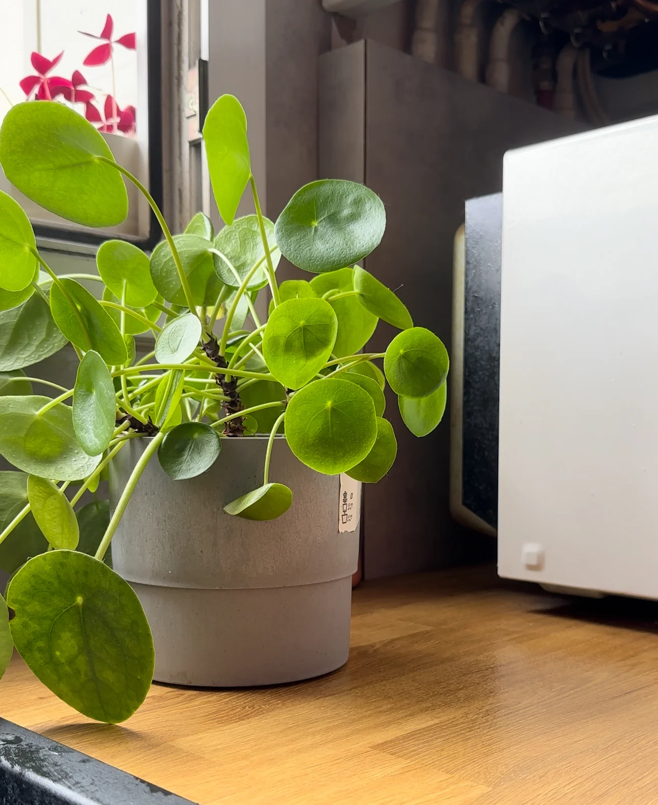 Bouturer un Pilea peperomioides dans l'eau : bonne idée ou pas ? 5 Pilea peperomioides adulte dans son pot près d'une fenêtre