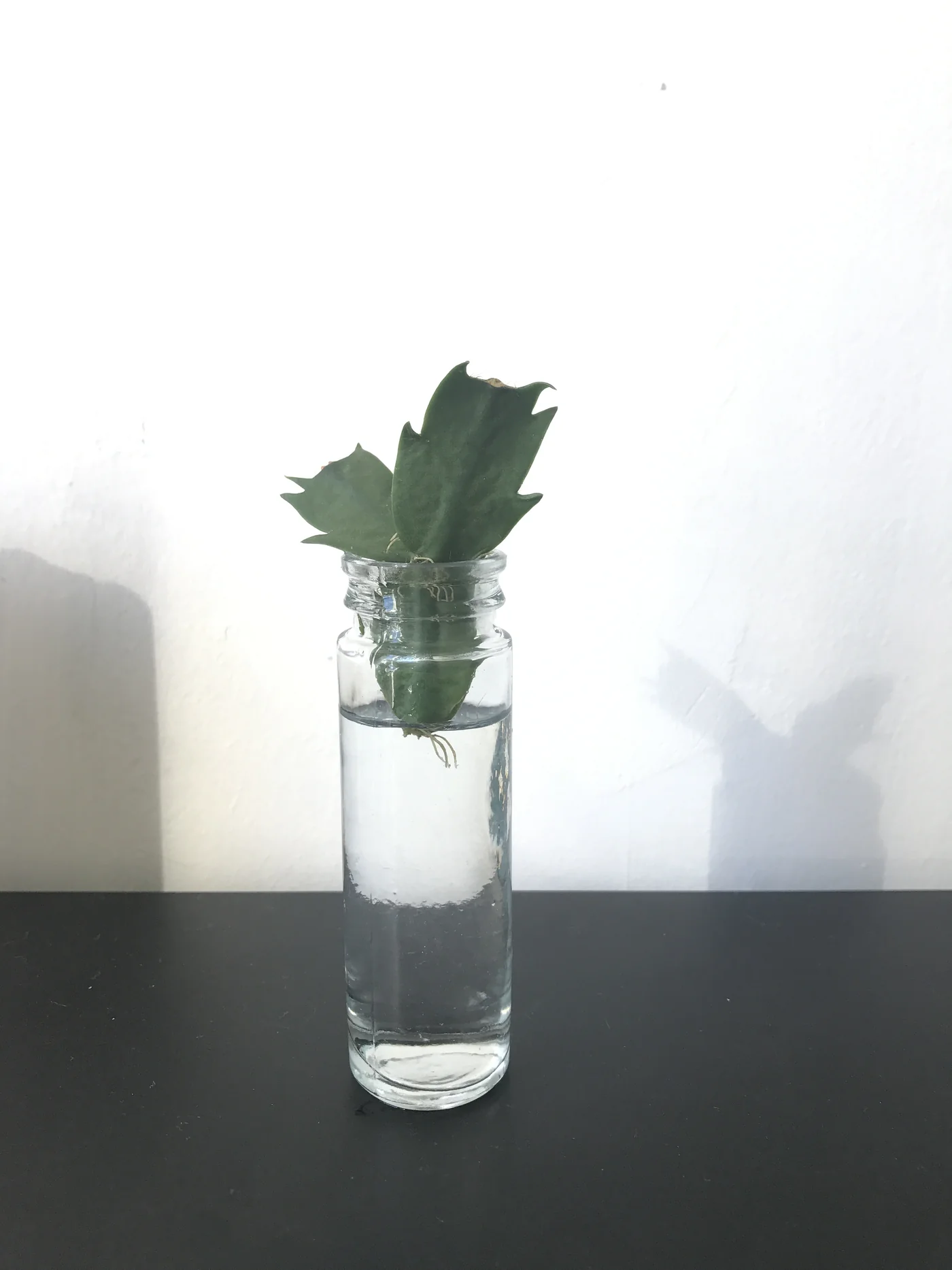 Bouturer un cactus de Noël (Schlumbergera) dans l'eau 6 Bouture de Schlumbergera enracinée dans un bocal en verre