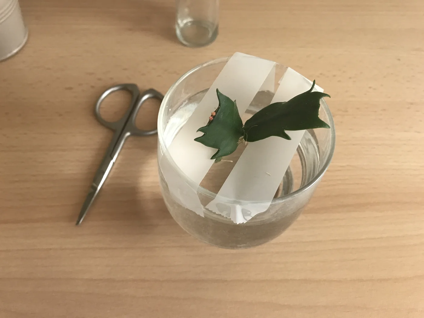 Bouturer un cactus de Noël (Schlumbergera) dans l'eau 5 Bouture de Schlumbergera maintenue par une bande de scotch tendue sur un bocal