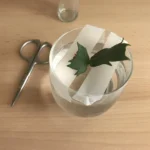 Bouture de Schlumbergera maintenue par une bande de scotch tendue sur un bocal