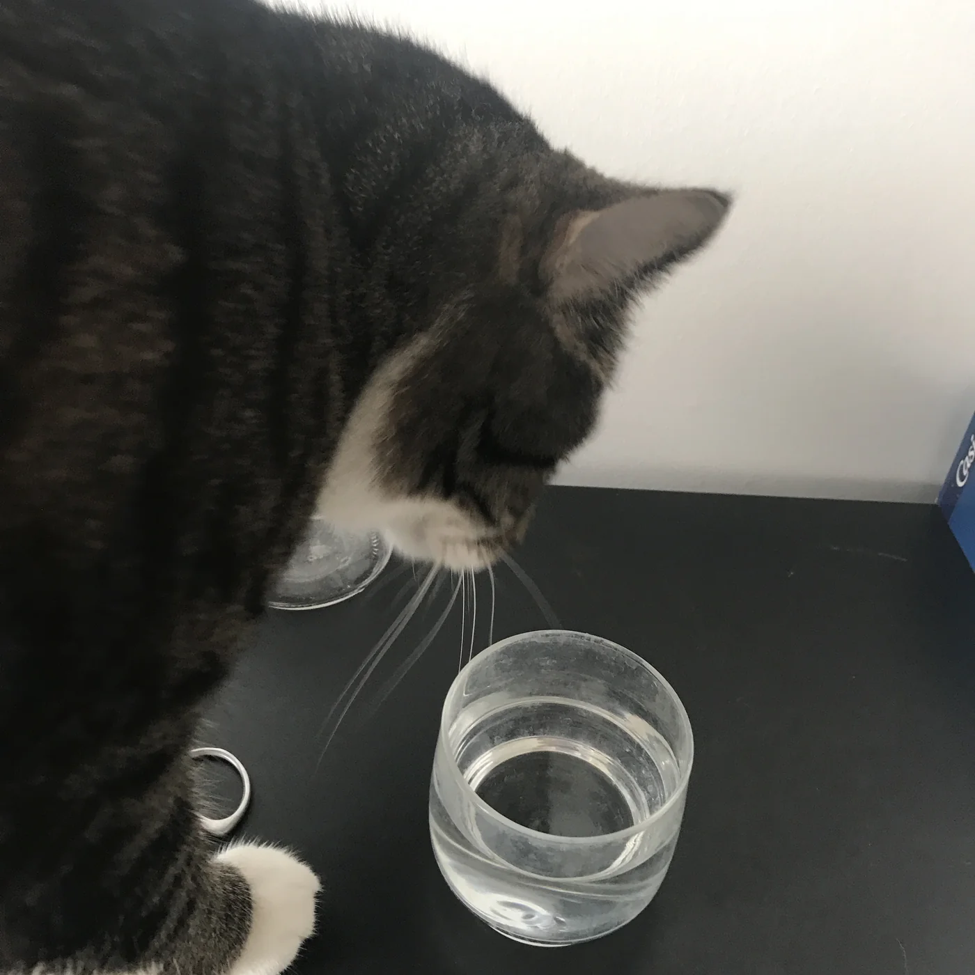 Bouturer un cactus de Noël (Schlumbergera) dans l'eau 7 Un chat curieux qui renifle un bocal contenant une bouture de Schlumbergera