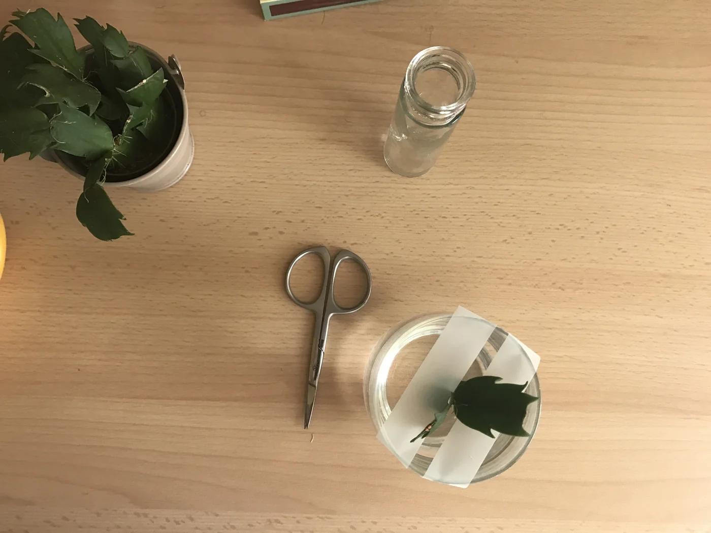 Bouturer un cactus de Noël (Schlumbergera) dans l'eau 3 Matériel pour bouturer un Schlumbergera : plante mère, bocal et ciseaux