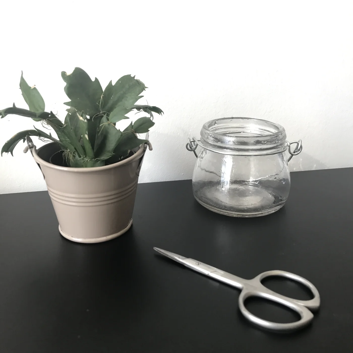 Bouturer un cactus de Noël (Schlumbergera) dans l'eau 2 Plante mère Schlumbergera à côté d'un bocal vide prêt pour le bouturage