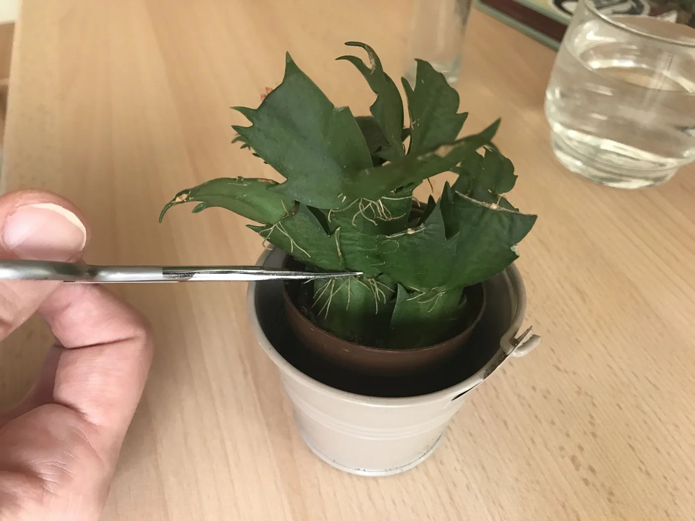 Bouturer un cactus de Noël (Schlumbergera) dans l'eau 4 Prélèvement d'une bouture de Schlumbergera avec des ciseaux