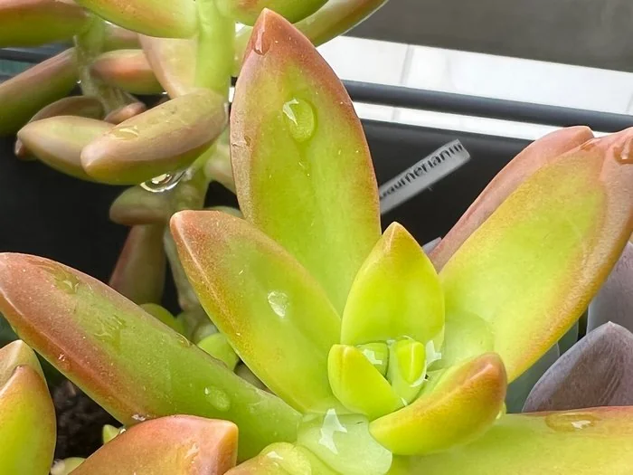 Sedum nussbaumerianum : la succulente qui survit à tout sur mon balcon 5 Sedum nussbaumerianum juste après arrosage, gouttes d'eau sur les feuilles
