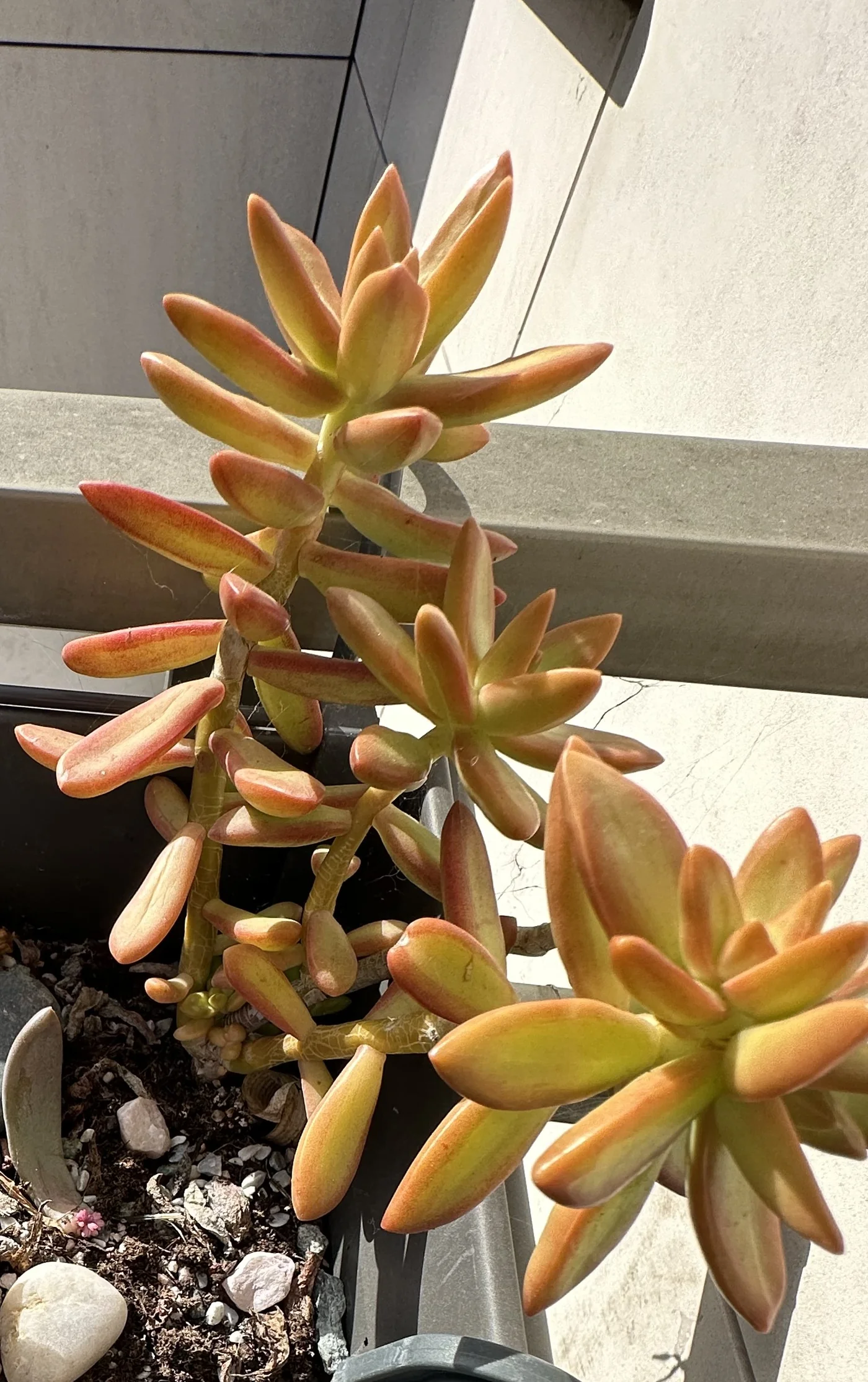 Sedum nussbaumerianum : la succulente qui survit à tout sur mon balcon 3 Sedum nussbaumerianum aux couleurs vives orangées et jaunes en plein soleil