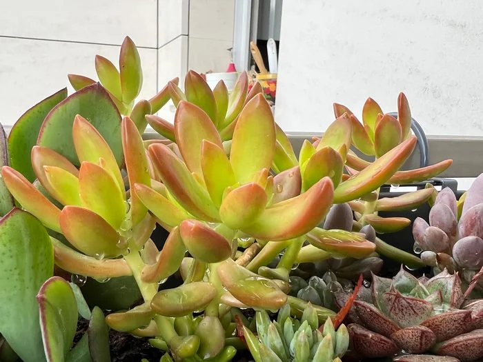 Sedum nussbaumerianum : la succulente qui survit à tout sur mon balcon 4 Détail des feuilles charnues du sedum nussbaumerianum
