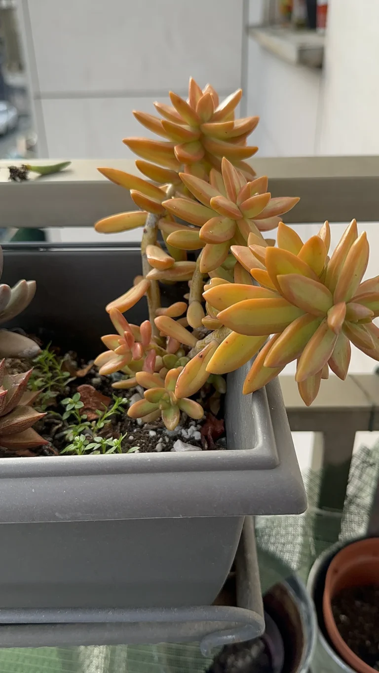 Sedum nussbaumerianum : la succulente qui survit à tout sur mon balcon 2 Sedum nussbaumerianum en jardinière sur balcon, feuilles orangées au soleil