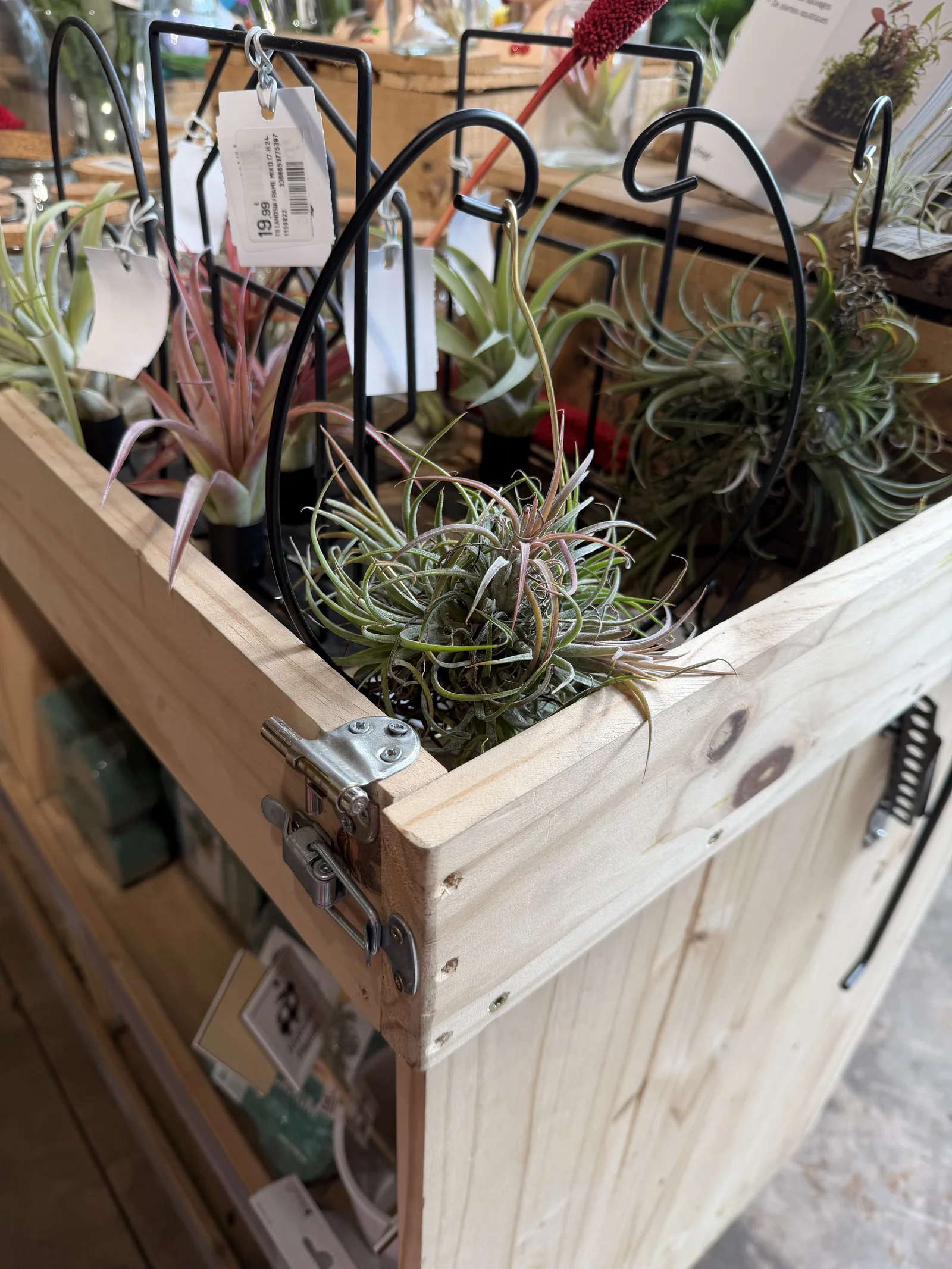 Le tillandsia, la plante « fille de l'air » 2 Plusieurs tillandsias fixés sur du bois flotté en jardinerie, avec leurs étiquettes Botanic