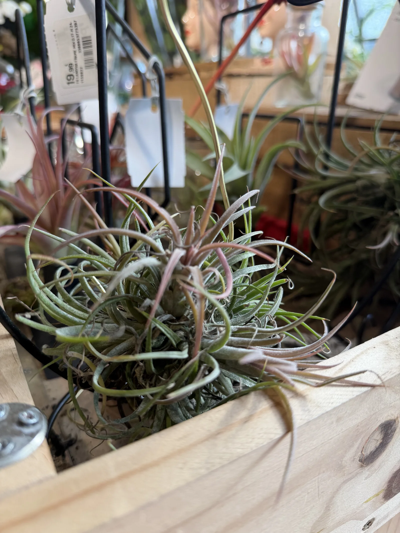 Le tillandsia, la plante « fille de l'air » 3 Tillandsia installé sur un morceau de bois, sans pot ni terre