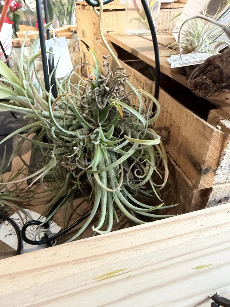 Le tillandsia, la plante « fille de l'air » 3 tillandsia 1604 1