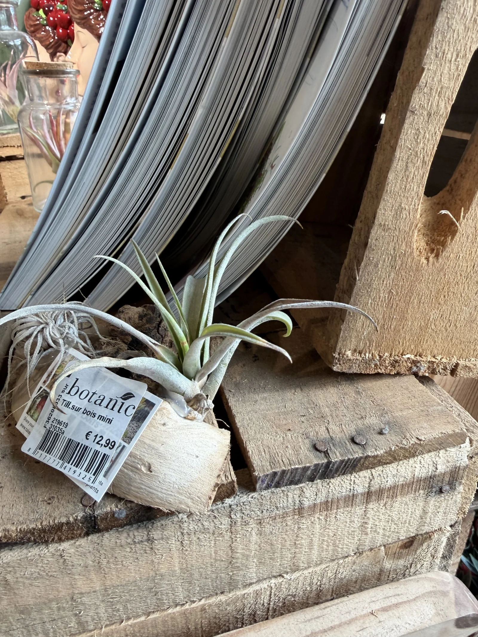 Le tillandsia, la plante « fille de l'air » 5 Tillandsia aux teintes roses et vertes suspendu