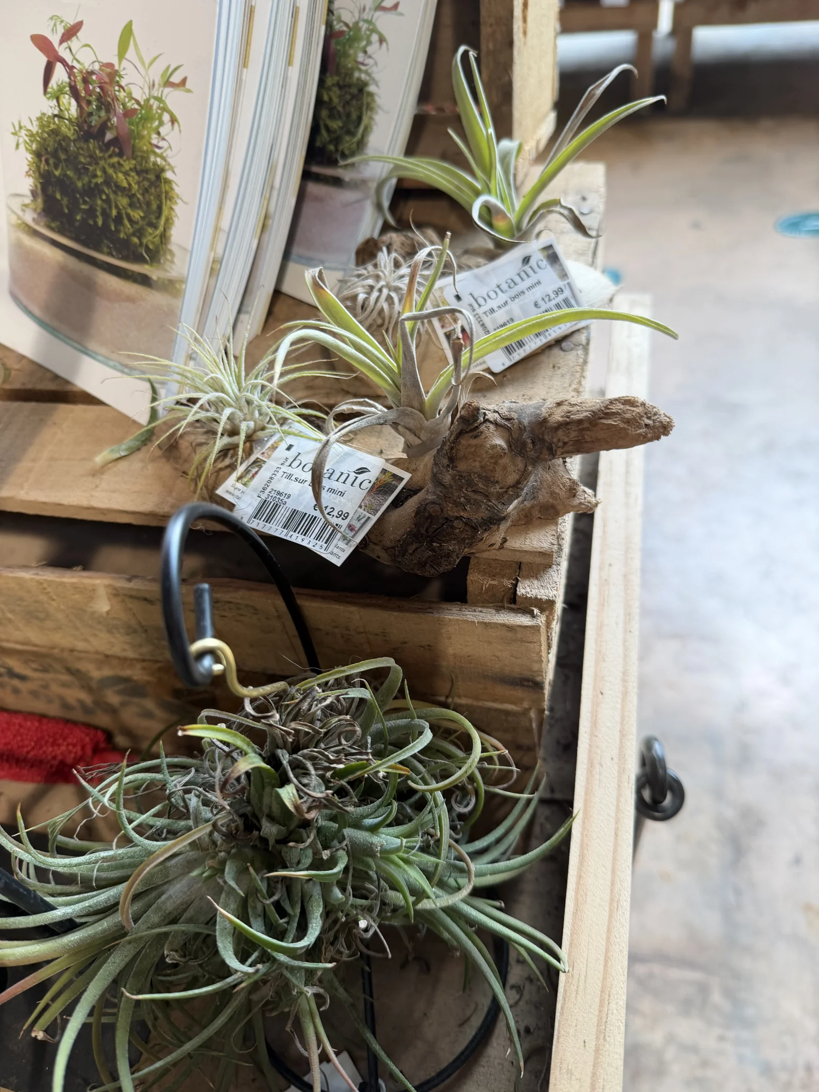 Le tillandsia, la plante « fille de l'air » 6 Collection de tillandsias suspendus en jardinerie sur des supports en métal noir