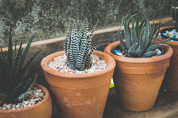 Haworthia : le guide complet pour l'entretenir, la reconnaître et la multiplier 2 Trois Haworthia fasciata en pots de terre cuite