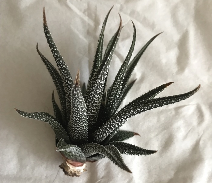 Haworthia : le guide complet pour l'entretenir, la reconnaître et la multiplier 5 Haworthia après retrait des racines abîmées