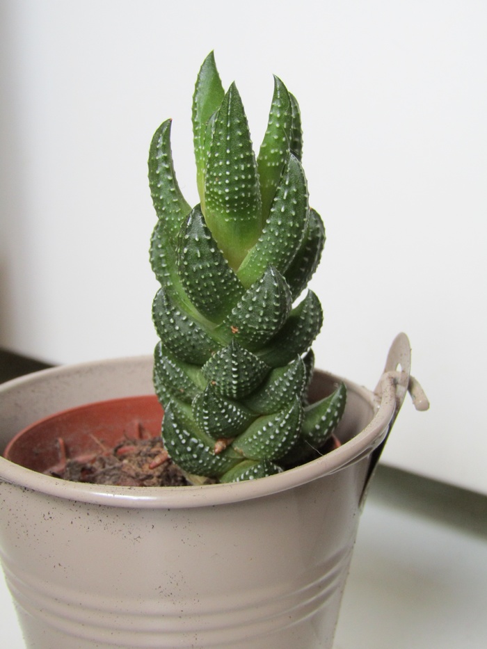 Haworthia : le guide complet pour l'entretenir, la reconnaître et la multiplier 4 Haworthia reinwardtii aux feuilles empilées en colonne