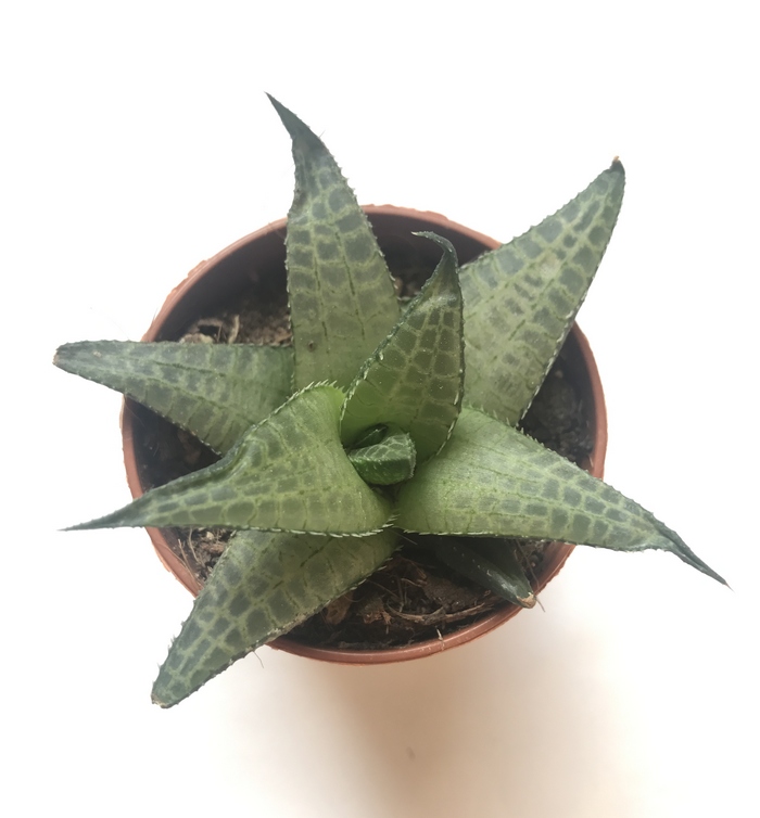 Haworthia : le guide complet pour l'entretenir, la reconnaître et la multiplier 3 Rosette d'Haworthia tessellata vue de dessus