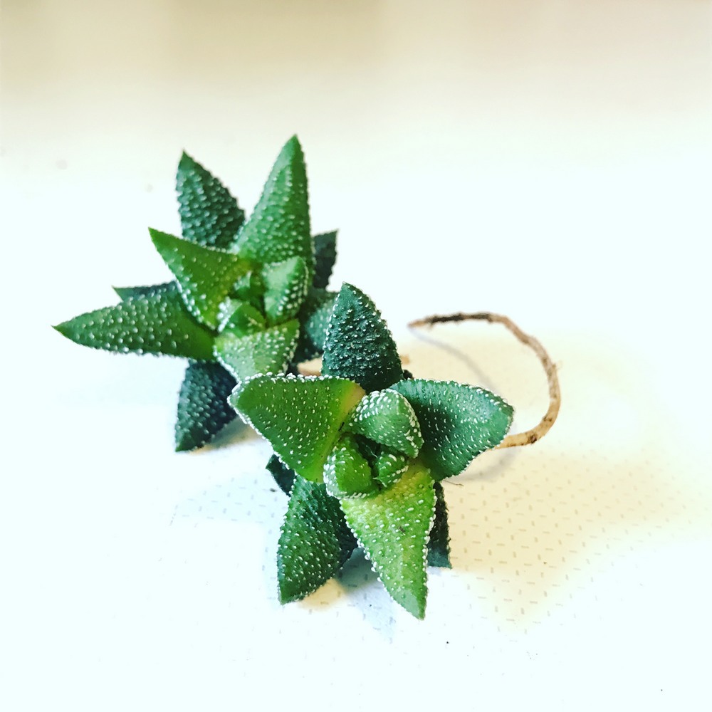 Haworthia : le guide complet pour l'entretenir, la reconnaître et la multiplier 6 Rejet d'Haworthia séparé avec sa racine